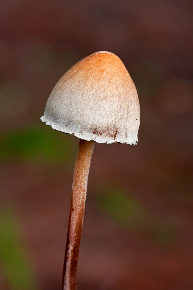 Panaeolus Subbalteatus??? (Panaeolus sp.)